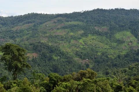 Protected forest Photos