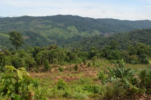 Protected forest Stock Photos