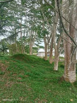 Protected forest Stock Photos