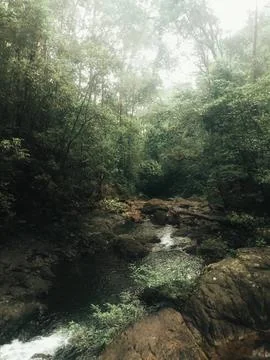 Protected forest Stock Photos