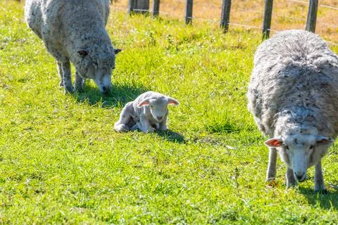 The Protected Lamb Resting Between Two Adult Sheep Stock Photos