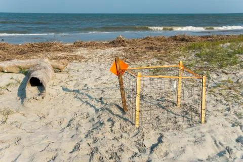 Protected loggerhead turtle nest Stock Photos