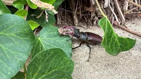 Protected male stag beetle moving across English ivy greenery leaves Stock Footage 340600533