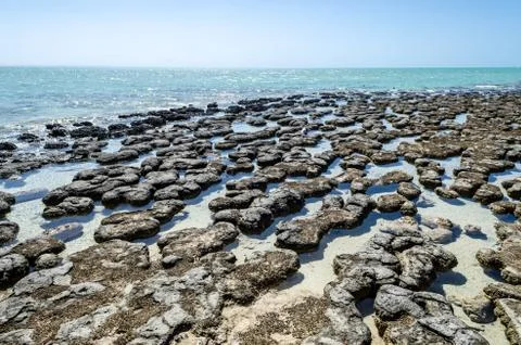 Protected marine nature reserve living marine stromatolites Stock Photos