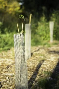 Protected sapling for ecological reforestation, vertical shot Stock Photos