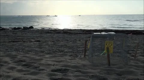 Protected Sea Turtle Nest Stockbeeldmateriaal 11867537