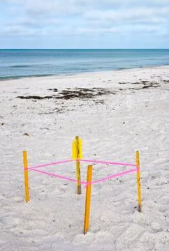 Protected Sea Turtle Nest Stock Photos