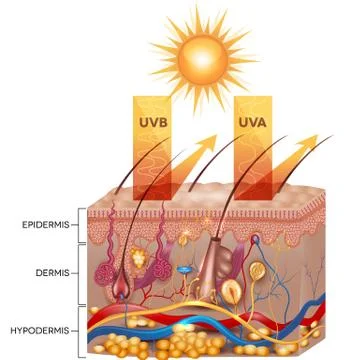 Protected skin with sunscreen lotion Stock Illustration
