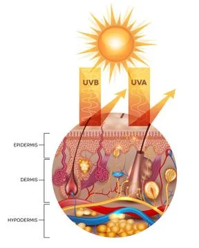 Protected skin with sunscreen lotion Stock Illustration