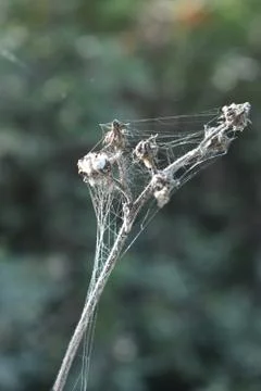 Protected by the spider web still standing in Tuscany Italy Stock Photos