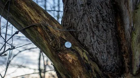 Protected tree in the forest. Tree designated with iron badge on it Stock Photos