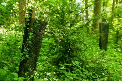 Protected Young Tree with Mesh Guard in Green Forest. Natural Regeneration. Fotos Stock