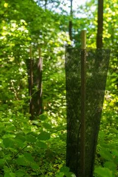 Protected Young Tree with Mesh Guard in Green Forest. Natural Regeneration. Stock-Fotos