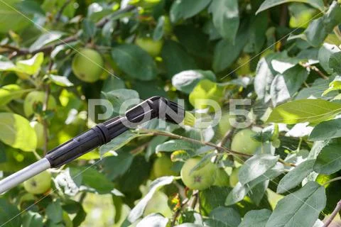 Protecting apple tree from fungal disease or vermin by pressure sprayer with Stock Photos