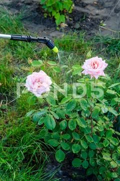 Protecting a bush of roses from vermin with pressure sprayer Stock Photos