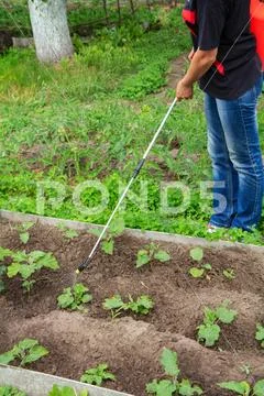 Protecting eggplant plants from fungal disease or vermin with sprayer Stock Photos