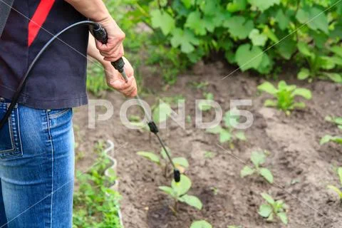Protecting eggplant plants from fungal disease or vermin with pressure spraye Stock Photos