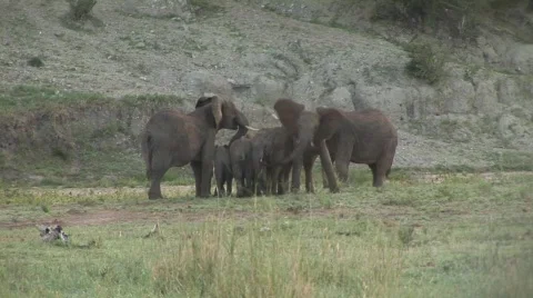 Protecting elephants Stock Footage 682429