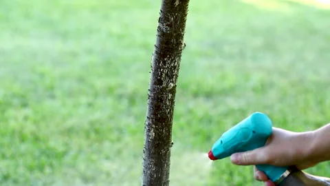 Protecting fruit tree trunk with spray treatment on sunny outdoor background 스톡 동영상 343279798