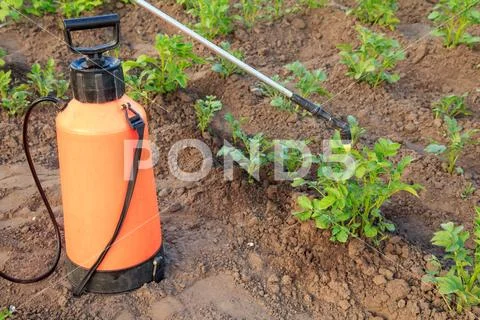 Protecting potatoe plants from fungal disease or vermin with sprayer. Stock Photos