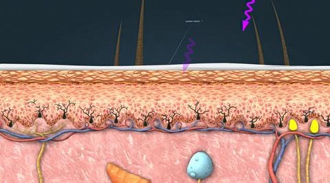 Protecting the skin from harmful rays Stock Illustration
