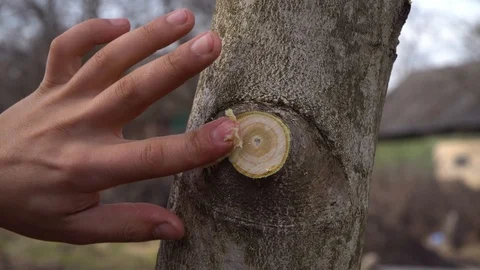 Protecting young apple tree branch wound after pruning with garden wax.Close up Stock Footage 125809598
