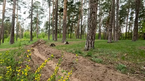 Protection of the forest from the spread of fire by a fire trench Vídeos de archivo 277911022