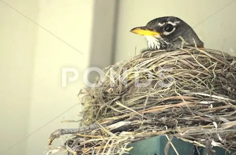 Protection Robin Stock Photos