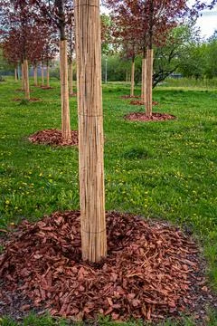 Protection of the tree trunk and root system Stock Photos