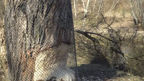 Protection of a tree trunk with a metal mesh against rodents Stock Footage 194579728