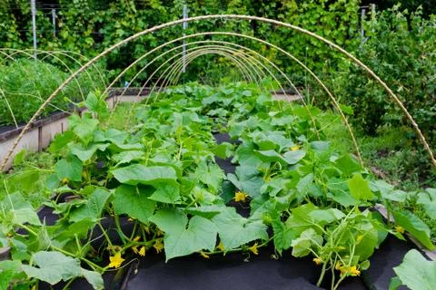 Protection weeds when growing cucumbers with spunbond nonwoven cover. Stock Photos
