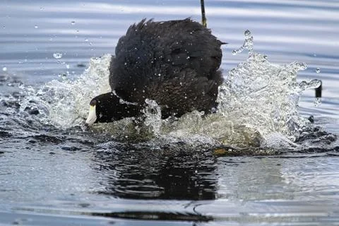 A protective American Coot doing a warning display Stock Photos