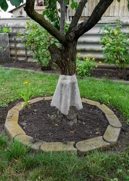 Protective ant barrier wrapped around a cherry tree trunk to prevent pests fr Stock Photos