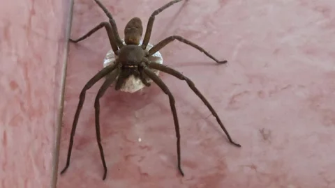 Protective brown huntsman spider carefully transporting its white egg sac Stock Footage 336039901