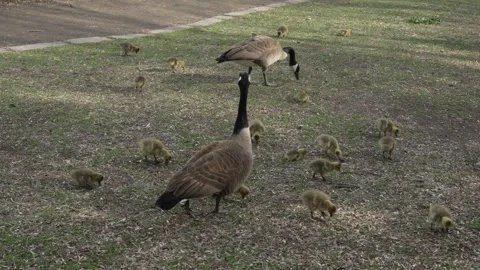 Protective Canada Goose Standing Guard Over Feeding Family Stock Footage 335230717