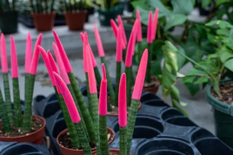 Protective cover over sharp spikes of potted plants at a retail garden store Stock Photos