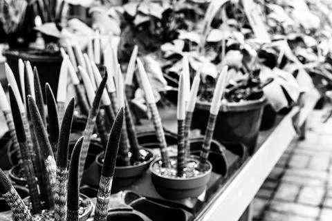 Protective cover over sharp spikes of potted plants at a retail garden store Stock Photos