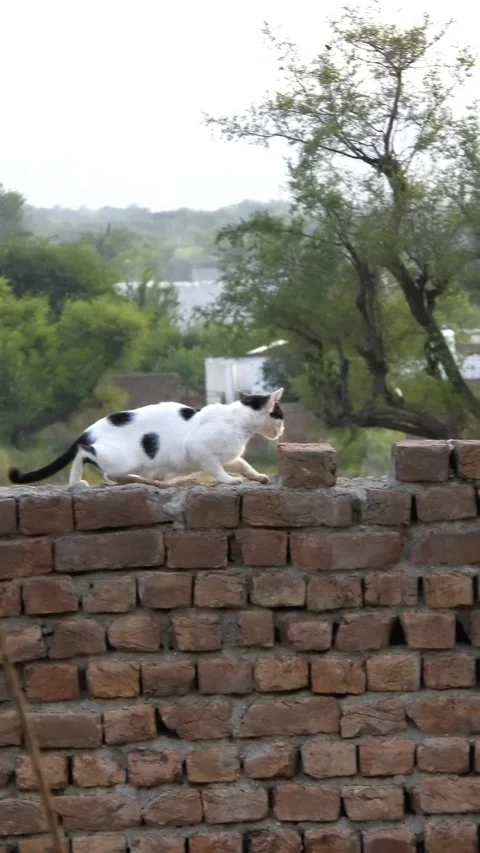 Protective Crow Swoops At White Cat Walking Along Wall - 4k Vertical Footage Stock Footage 339455172