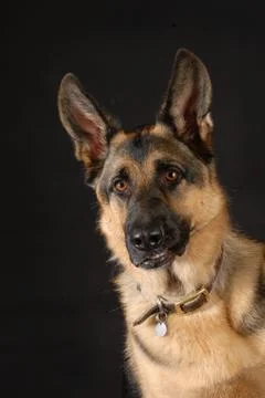 Protective dog Stock Photos