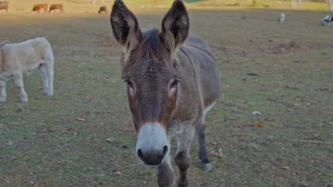 Protective donkey approaches, cows eating grass in background, open field, 動画素材 220305500