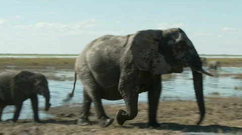 Protective Elephant Stock Footage 348675