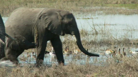Protective Elephant Herd 库存影片 348715