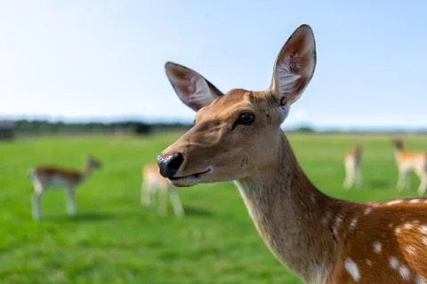 Protective fallow deer, dama dama, doe watching around and guarding little cute Stock Photos