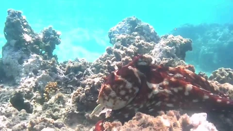 Protective Female Octopus Attacks Snorkeler While Male Approaches for Mating – R Stock Footage 338025616