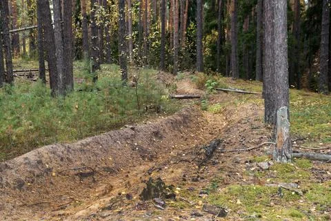 Protective fire moat in a pine forest Foto stock