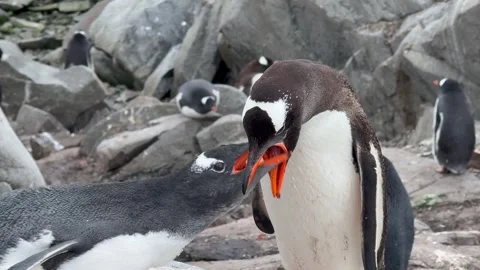 Protective Gentoo Penguin Feeds Chick Despite Hungry Skua Hovering Nearby 動画素材 337904631