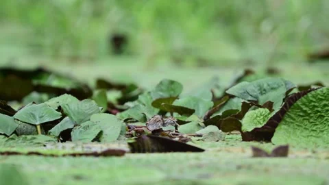 Protective Jacana Father Watching Over Newborn Chick in Natural Habitat Vídeos de archivo 345888027