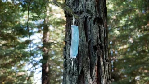 Protective mask to prevent from coronavirus hanging on a tree in the forest Stock Footage 137089336