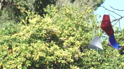Protective masks hung on the branches of a tree. Selective focus Stock-Footage 143759441
