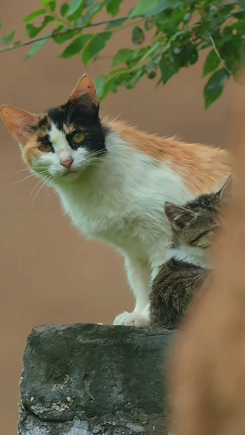 A protective mother cat with her small kitten perched on a stone wall Video stock 336033338
